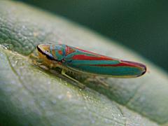 Rhododendron Leafhopper
